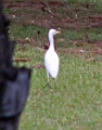36 Cattle Egret